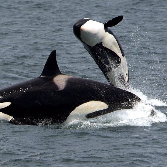 Mysterious Killer Whales Spotted Near Chile May Be New Species