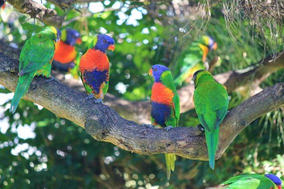 opium addicted parrots parrakeets poppy farms 570x379