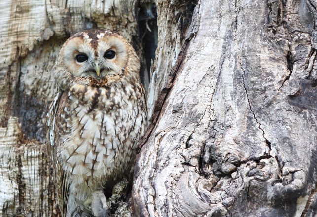 From Owls to Aliens: Changing Forms