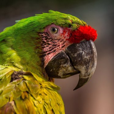 Opium Loving Parrots Are Demolishing Poppy Farms