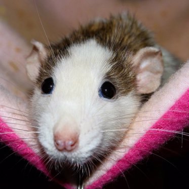 Microdosing Study Puts Rats on Psychedelics