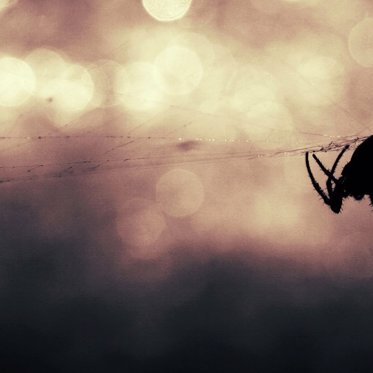 Ziggy the Orbiter Finds Spiders on Mars