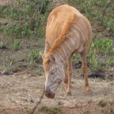 Extremely Rare “Blonde” Zebra Photographed In The Wild