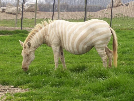 Blonde Zebra 2 570x428