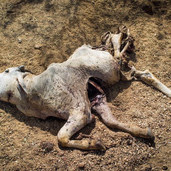 ‘Chupacabra’ Kills 71 Animals and Drains Their Blood in Mexico