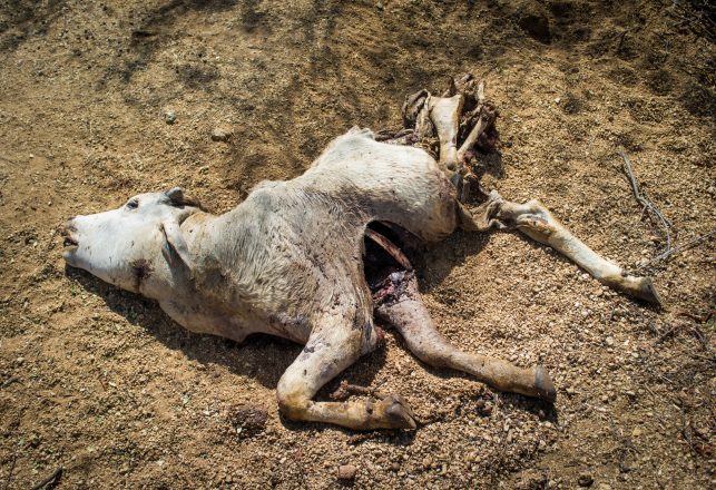 ‘Chupacabra’ Kills 71 Animals and Drains Their Blood in Mexico