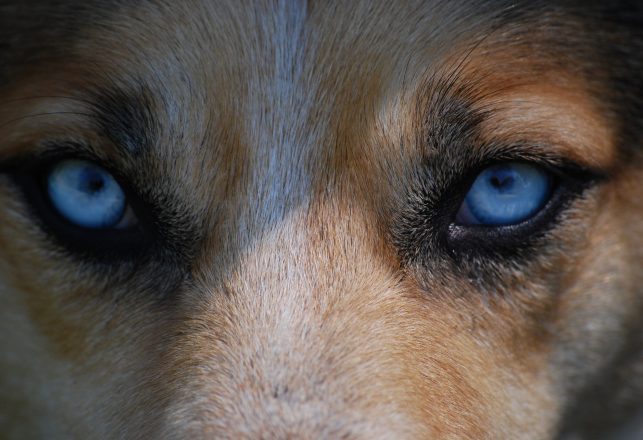 Woman Snaps Picture Of What Could Be The Park-Haunting “Demon Dog”