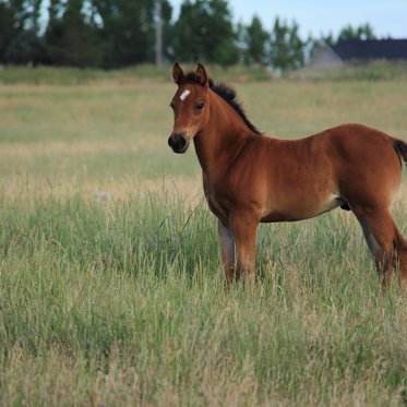 Scientists Plan To Clone A 42,000-Year-Old Extinct Horse Species Back To Life