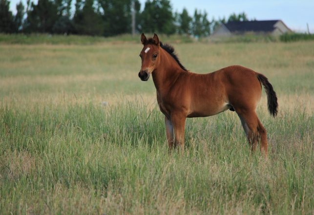 Scientists Plan To Clone A 42,000-Year-Old Extinct Horse Species Back To Life