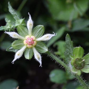 Peruvian Flower Remembers Experiences With Pollinators and Tries to Repeat Them