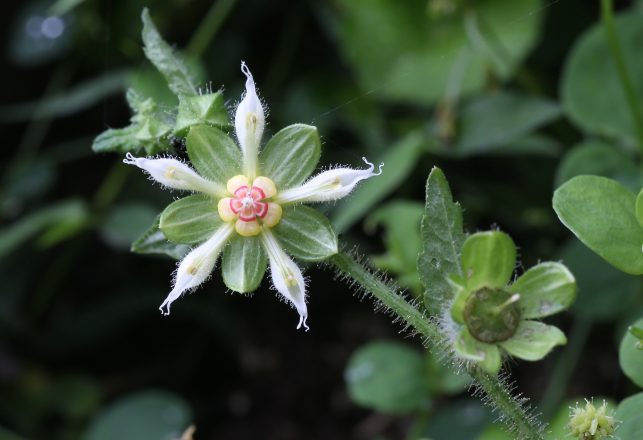 Peruvian Flower Remembers Experiences With Pollinators and Tries to Repeat Them