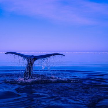 Ancient Whale That Walked On Four Legs Discovered In Peru