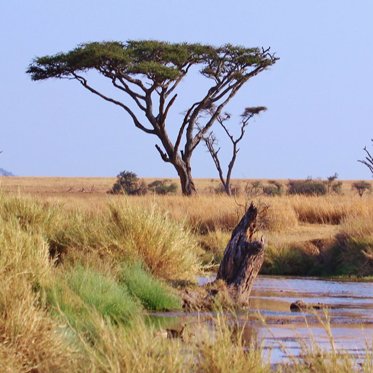 Ancient ‘Texas Serengeti’ is Filled With Strange Fossils