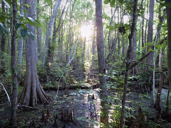 beautiful florida swamp