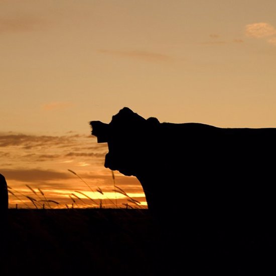 Aliens Blamed for Mysterious Cattle Mutilations in Eastern Oregon and Australia