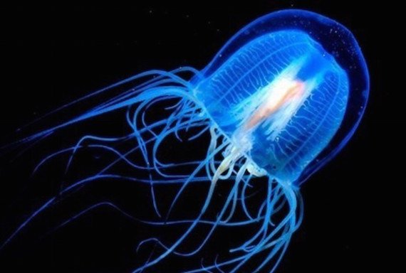 jellyfish 1
