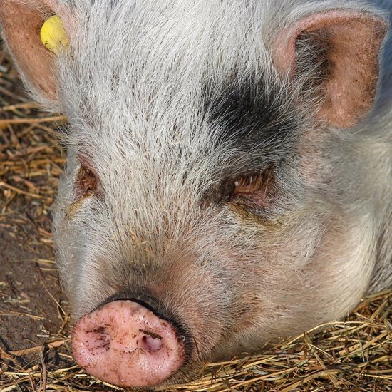 Scientists Partially Revive Dead Pig Brains