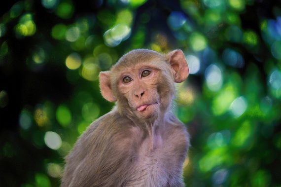 the rhesus macaque 4002617 640 570x379