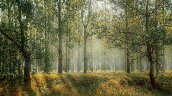 Forest 570x321
