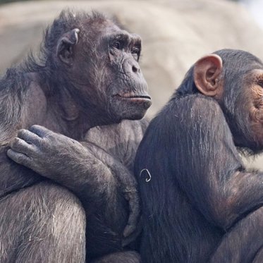 Group of Chimps Uses Tools to Dig Holes and Find Food