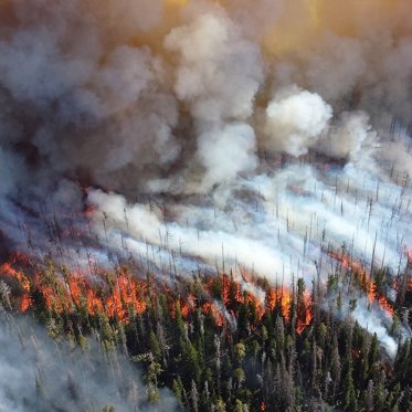 Only You, Smokey and Bigfoot Can Prevent Forest Fires