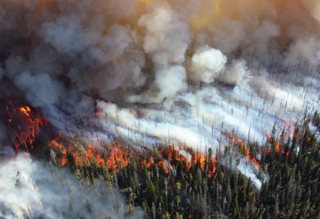 Only You, Smokey And Bigfoot Can Prevent Forest Fires