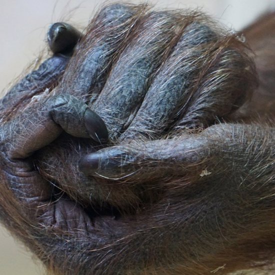 Hairy Humanoids That Aren’t Bigfoot, the Yeti, or Sumatra’s Orang-Pendek