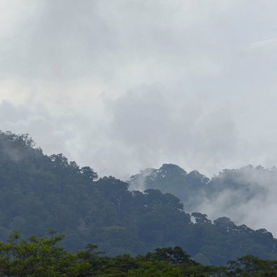 In Search of Sumatra’s Mysterious Ape: Orang-pendek