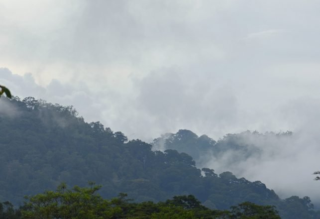 In Search of Sumatra’s Mysterious Ape: Orang-pendek