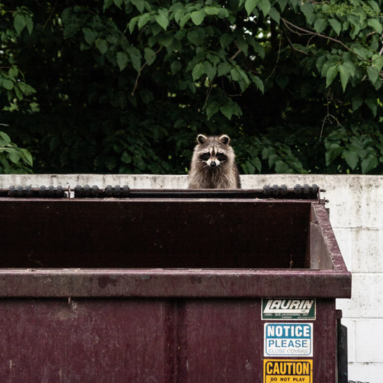 Zombies With Glowing Eyes: Warnings Issued in Chicago Over Diseased Raccoons
