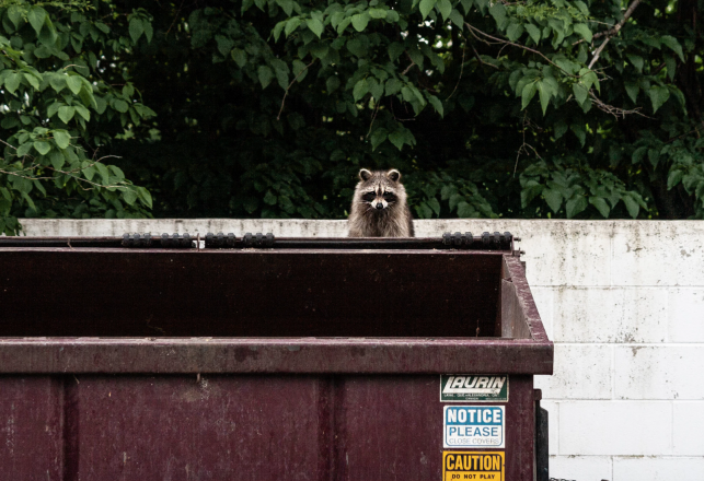 Zombies With Glowing Eyes: Warnings Issued in Chicago Over Diseased Raccoons
