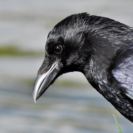Study Finds Ravens Have Empathy and Can Bum Each Other Out
