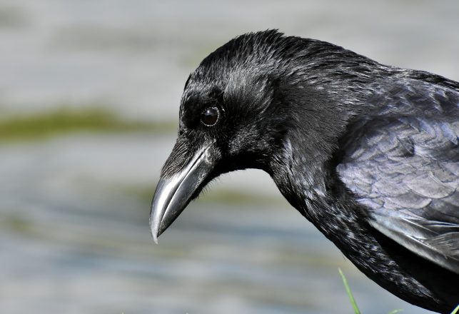 Study Finds Ravens Have Empathy and Can Bum Each Other Out