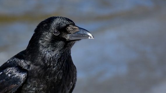 ravens smart intelligent crows emotions empathy 570x319