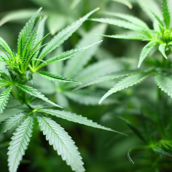The Origin Site of the First Cannabis Plant Has Been Found
