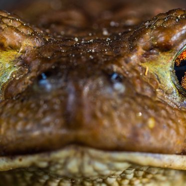 Psychedelics News: Toads are Licking the Competition
