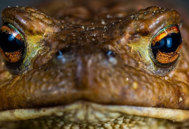 Psychedelics News: Toads are Licking the Competition