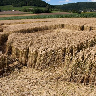 Crop Circles: The Strange Things Seen and Found Within Them