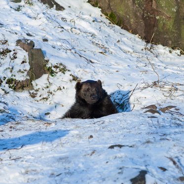 Man Described as ‘Living Zombie’ Found After Allegedly Being Stored in Cave for Bear Food