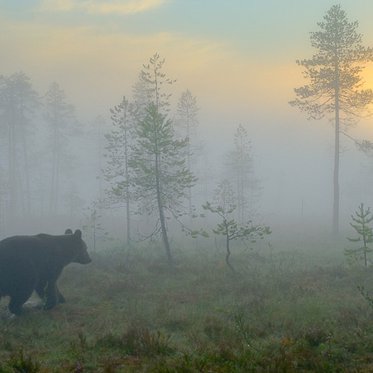 The Mysterious Brain-Eating Bear of Africa