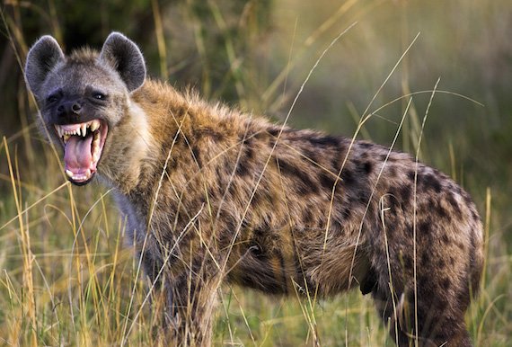 Hyena Main