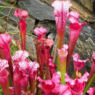 Meat-Eating Plant Discovered In Canada