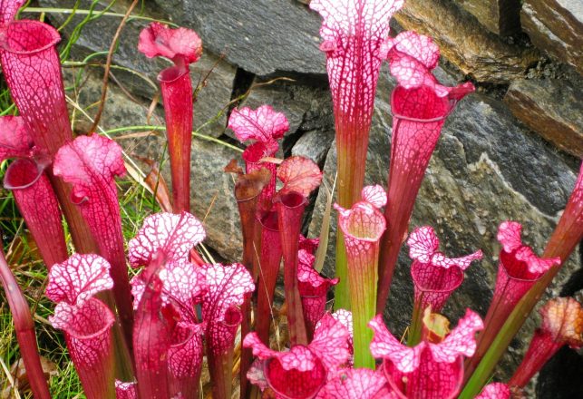 Meat-Eating Plant Discovered In Canada