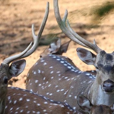 Another Theory on the Dyatlov Pass Incident — This One Involves Crazed Deer