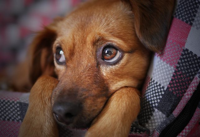 Dogs Evolved “Sad Puppy Eyes” To Emotionally Manipulate Us, Researchers Say