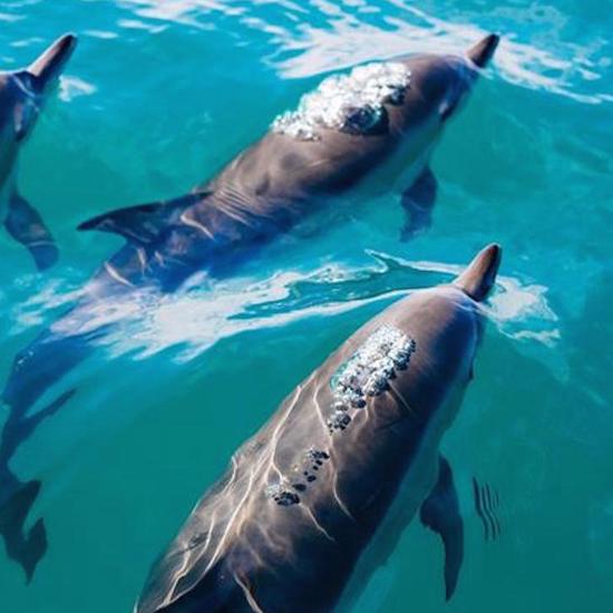 Mysterious Modern Cases of Dolphins Helping Humans