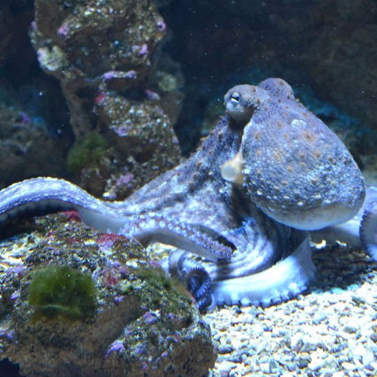 Octopus Arms Can Operate Without Any Input From the Brain