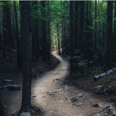 The Mysterious Forest of Latvia