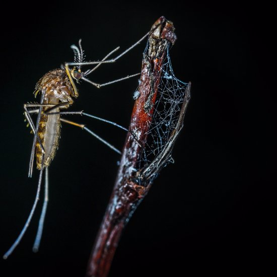 Genetically Engineered Fungus Makes Spider Venom To Kill Mosquitoes