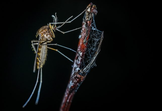 Genetically Engineered Fungus Makes Spider Venom To Kill Mosquitoes